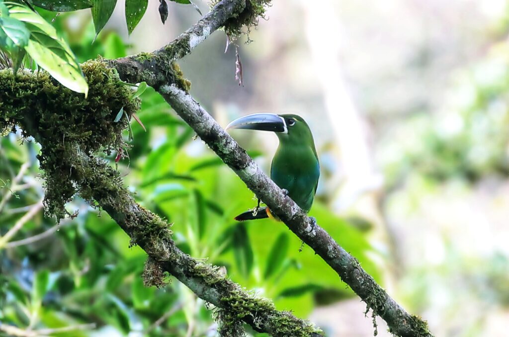 Vida silvestre en la Amazonía