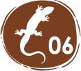 especies de reptiles – 