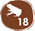 especies de anfibios – 