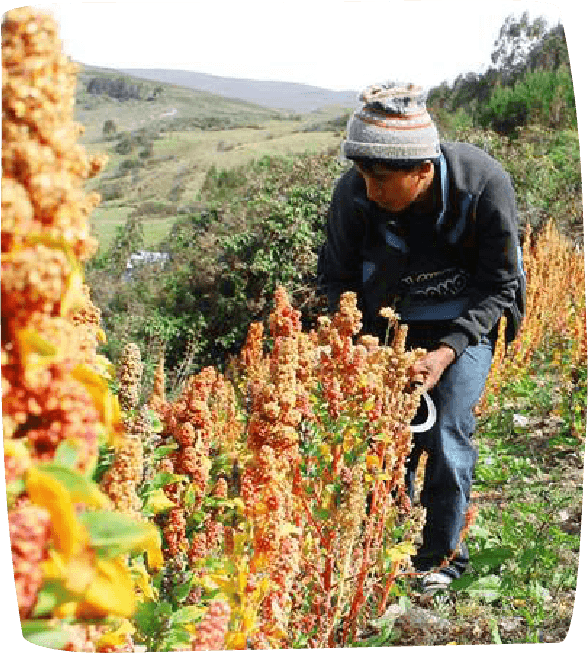 PRODUCCIÓN SOSTENIBLE